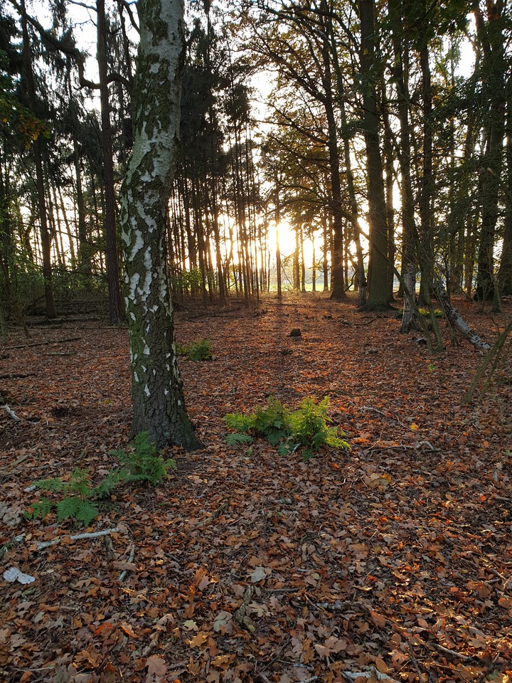Herbstwald