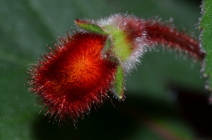 flower macro