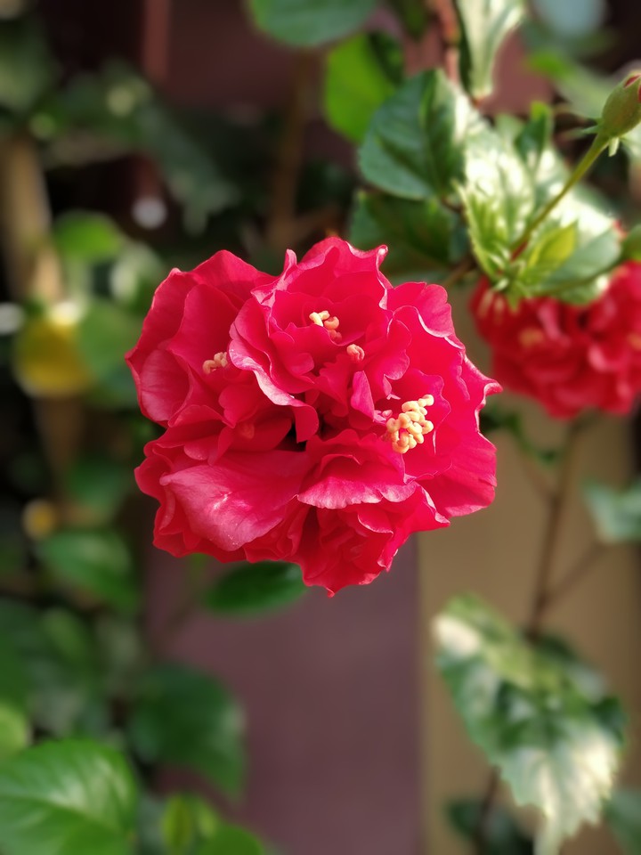 Hibiscus flower....
