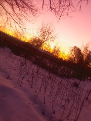 Nature near the house