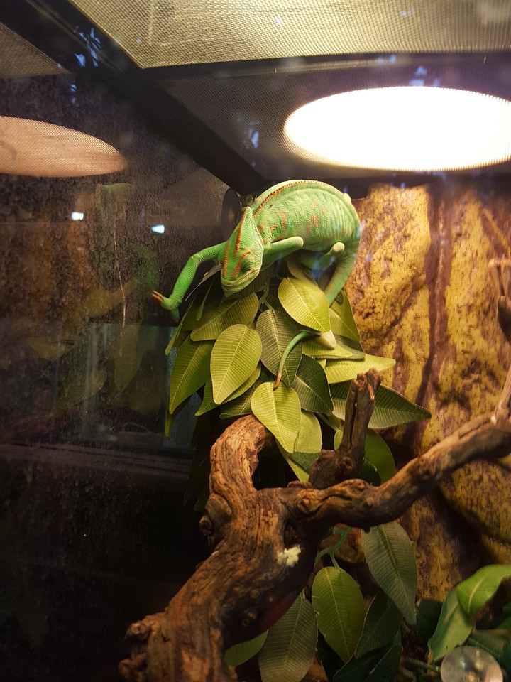chameleon
