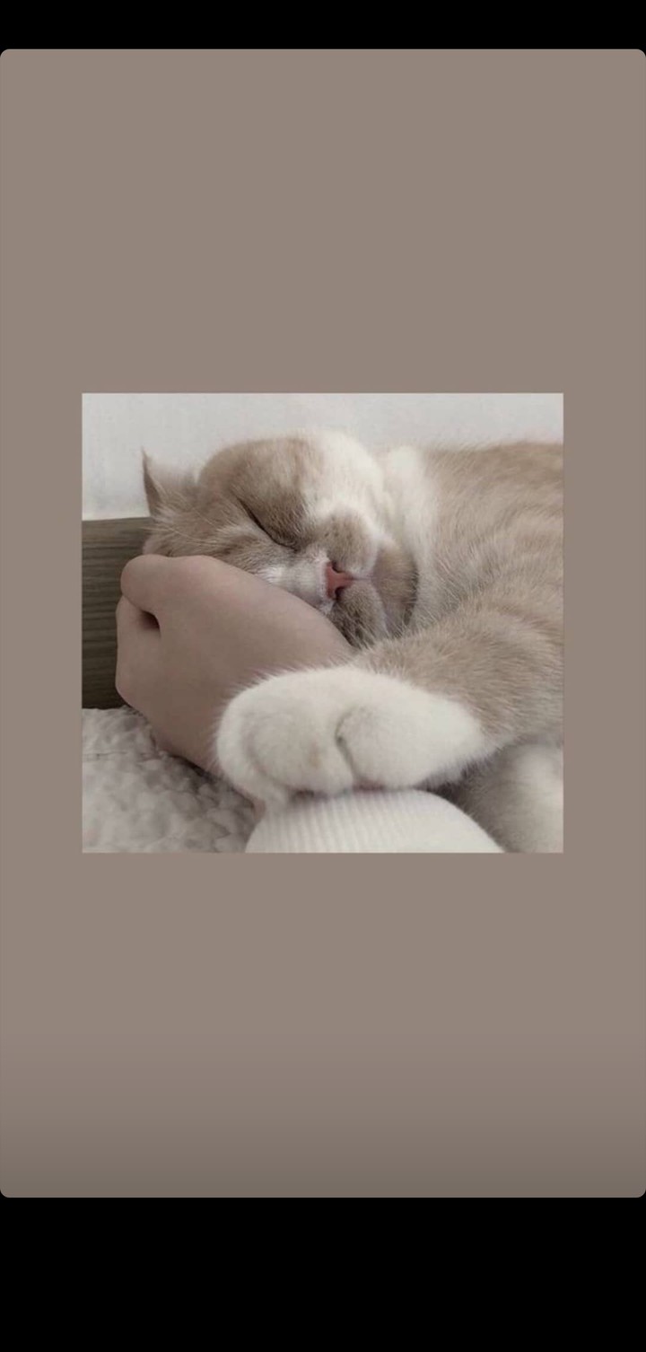 кот
