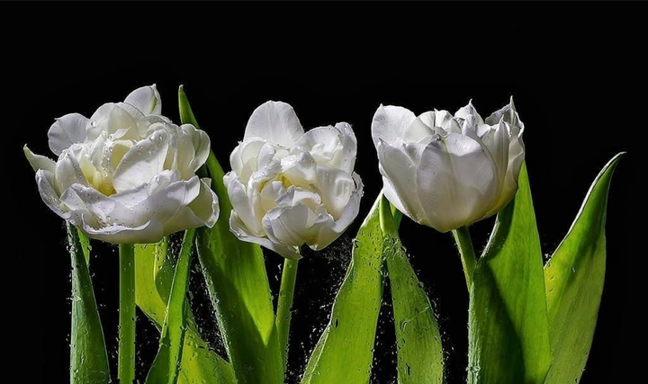 Tulipány