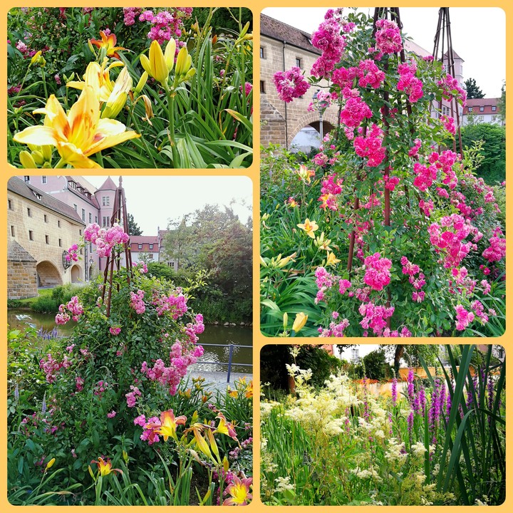 Amberg Rosengarten