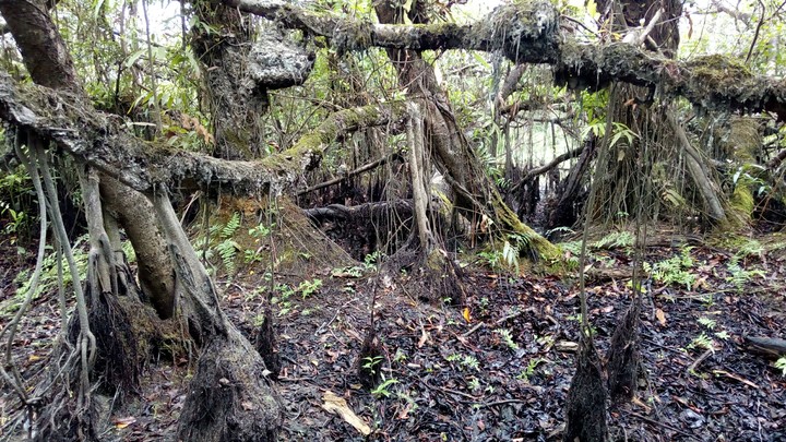 Big Banyan Tree