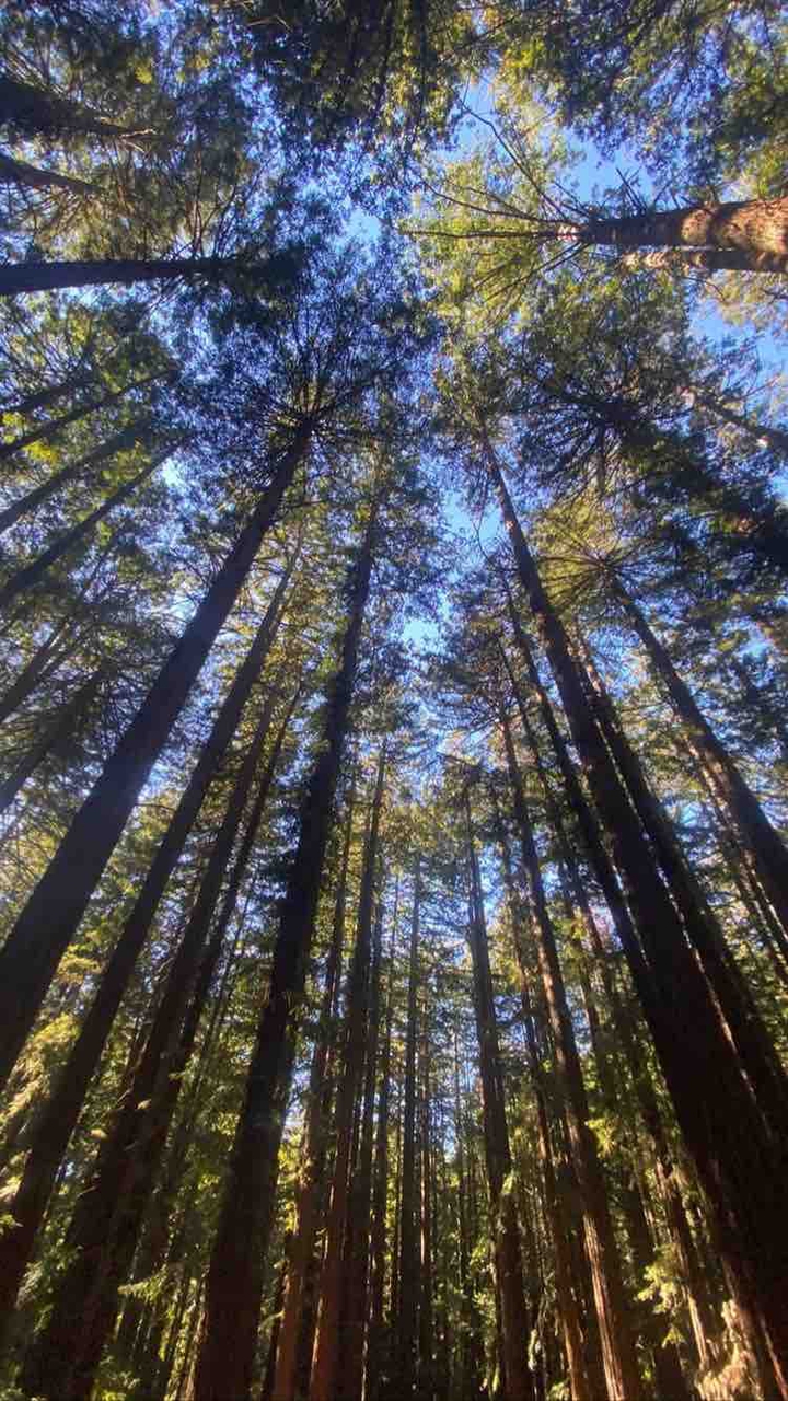 Forrest in America