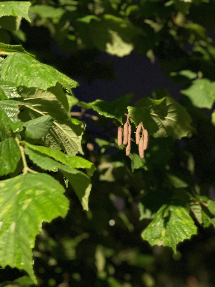 birch tree