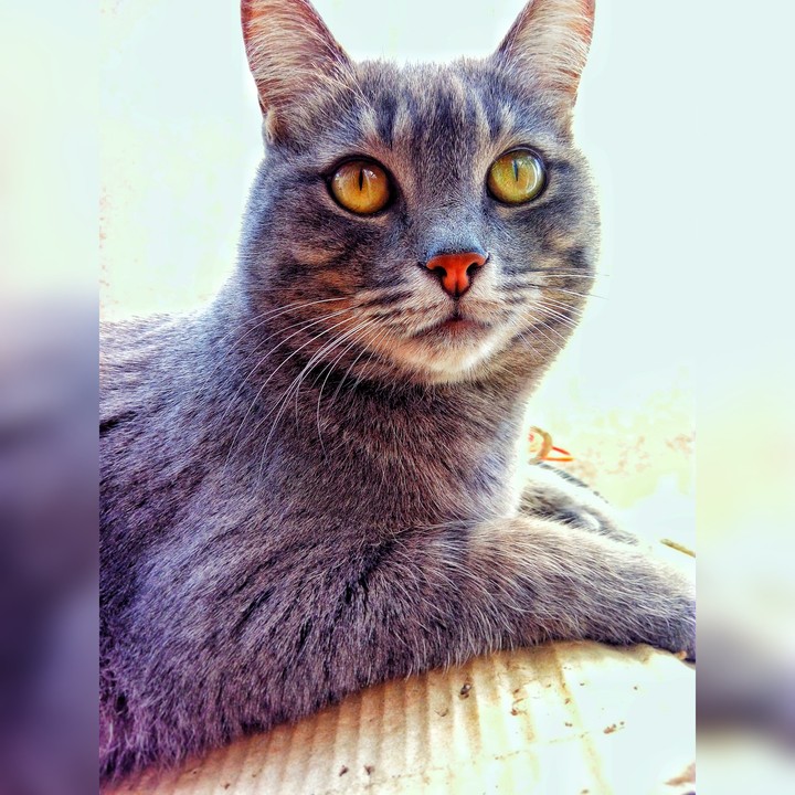 the Cat