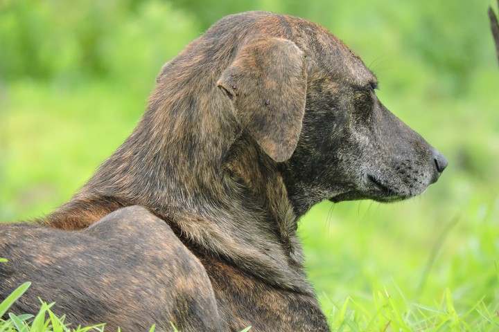 a sad dog