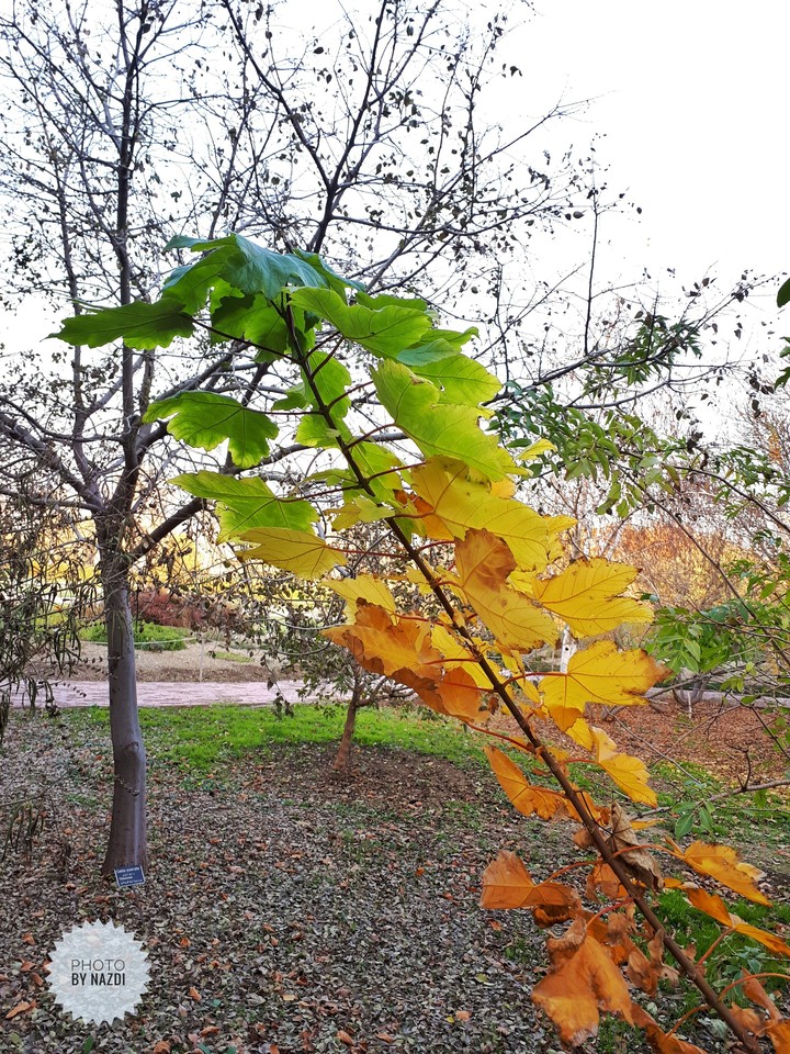Once upon a branch of seasons