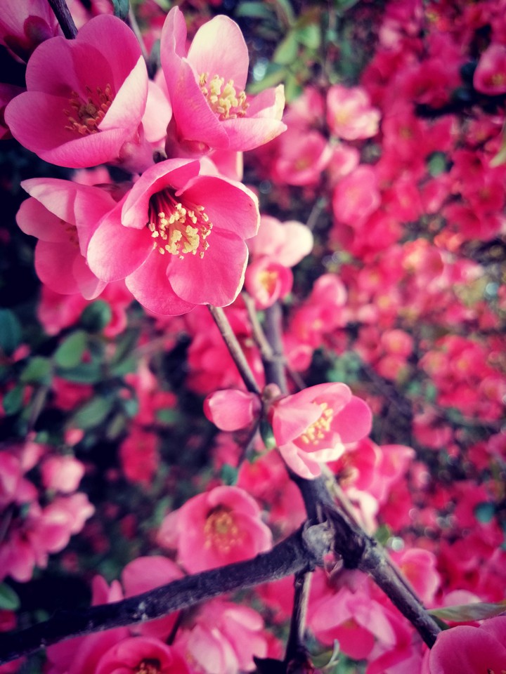 Flovers