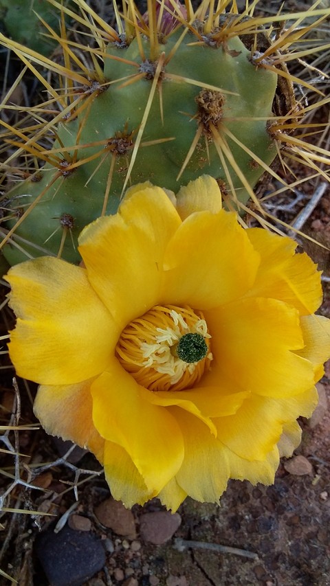 florcito