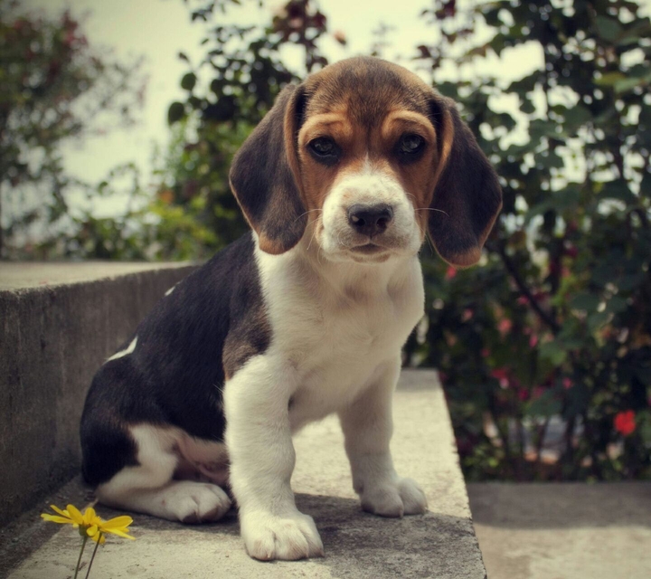 Dog