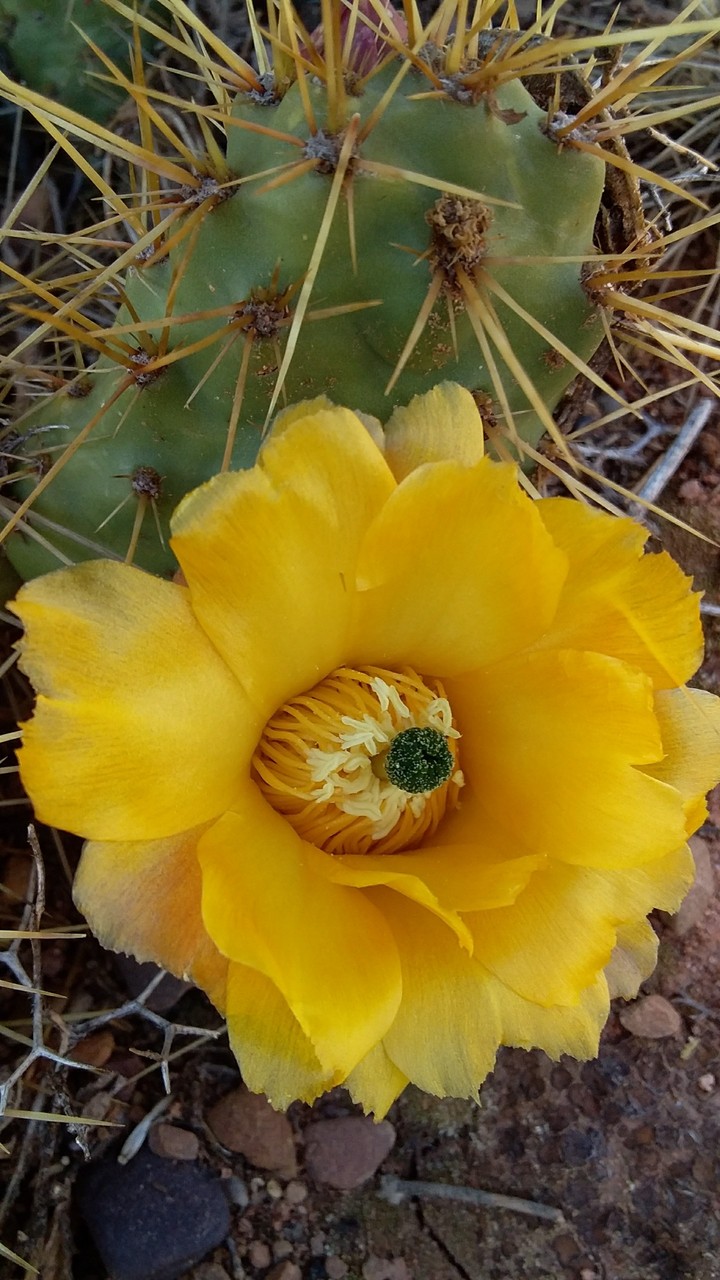 florcito