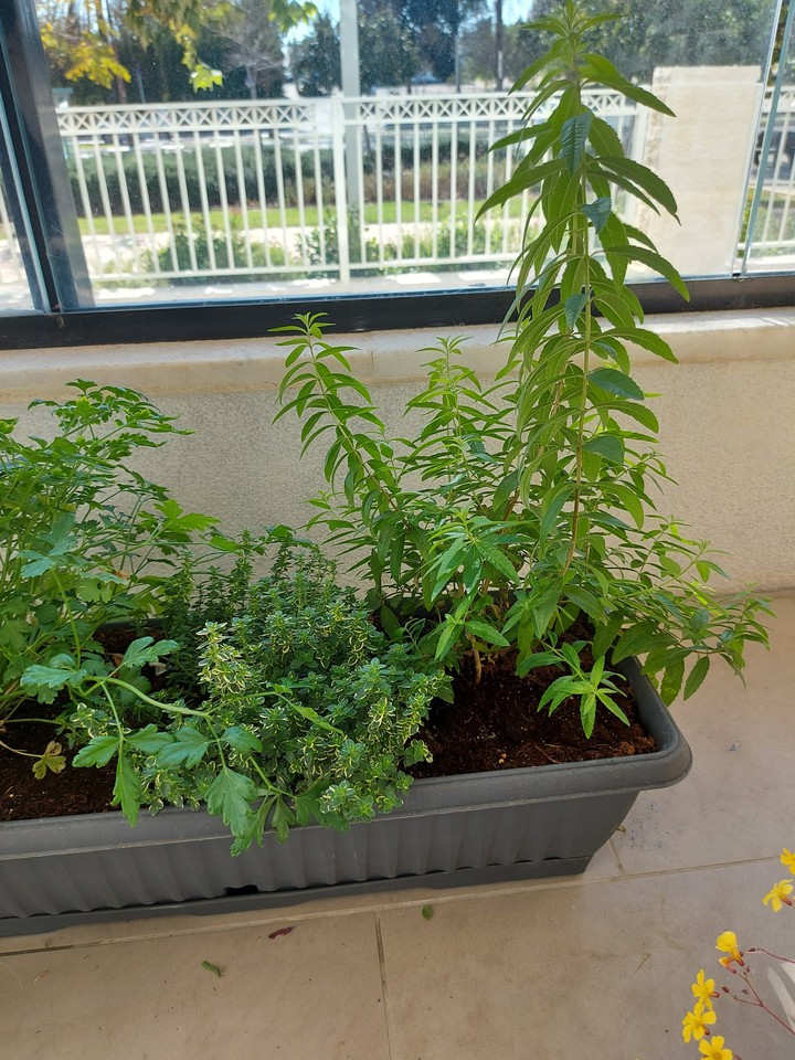 balcony garden