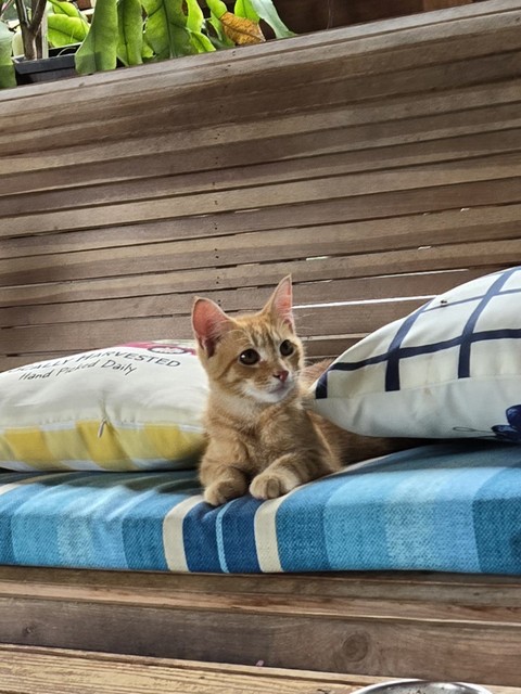 тапети Carnivore, felidae