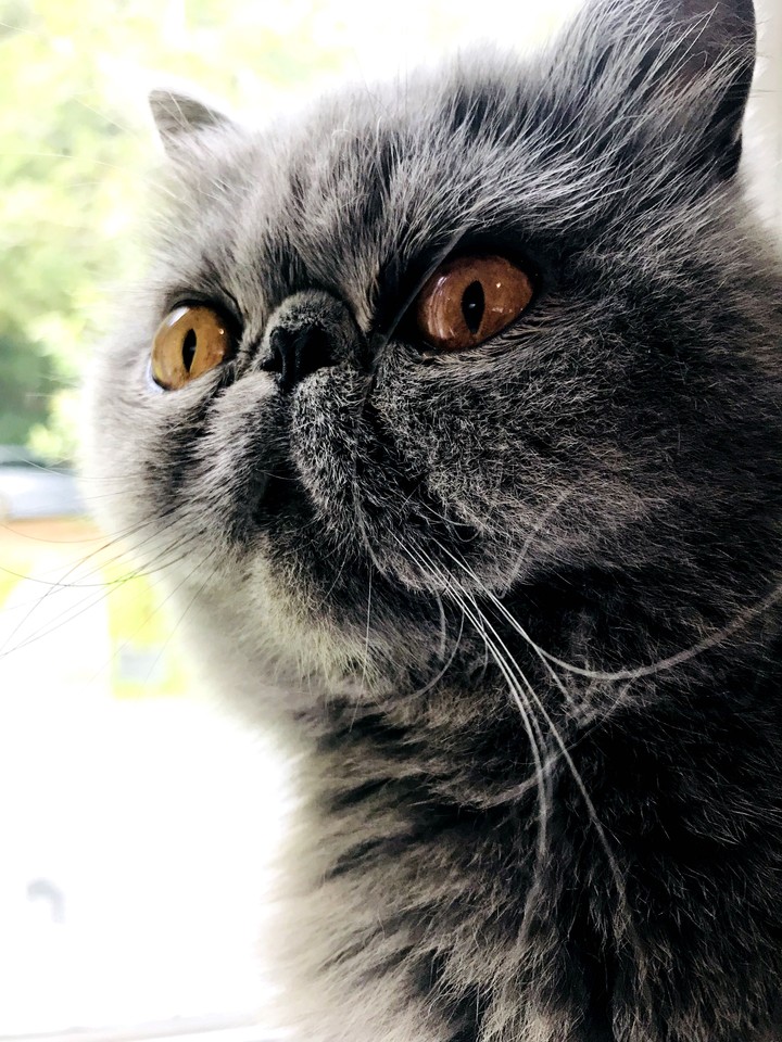 My beautiful cat.