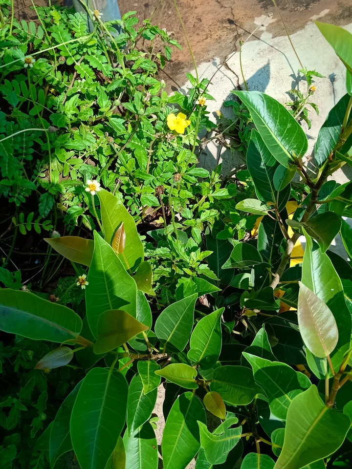 Plant