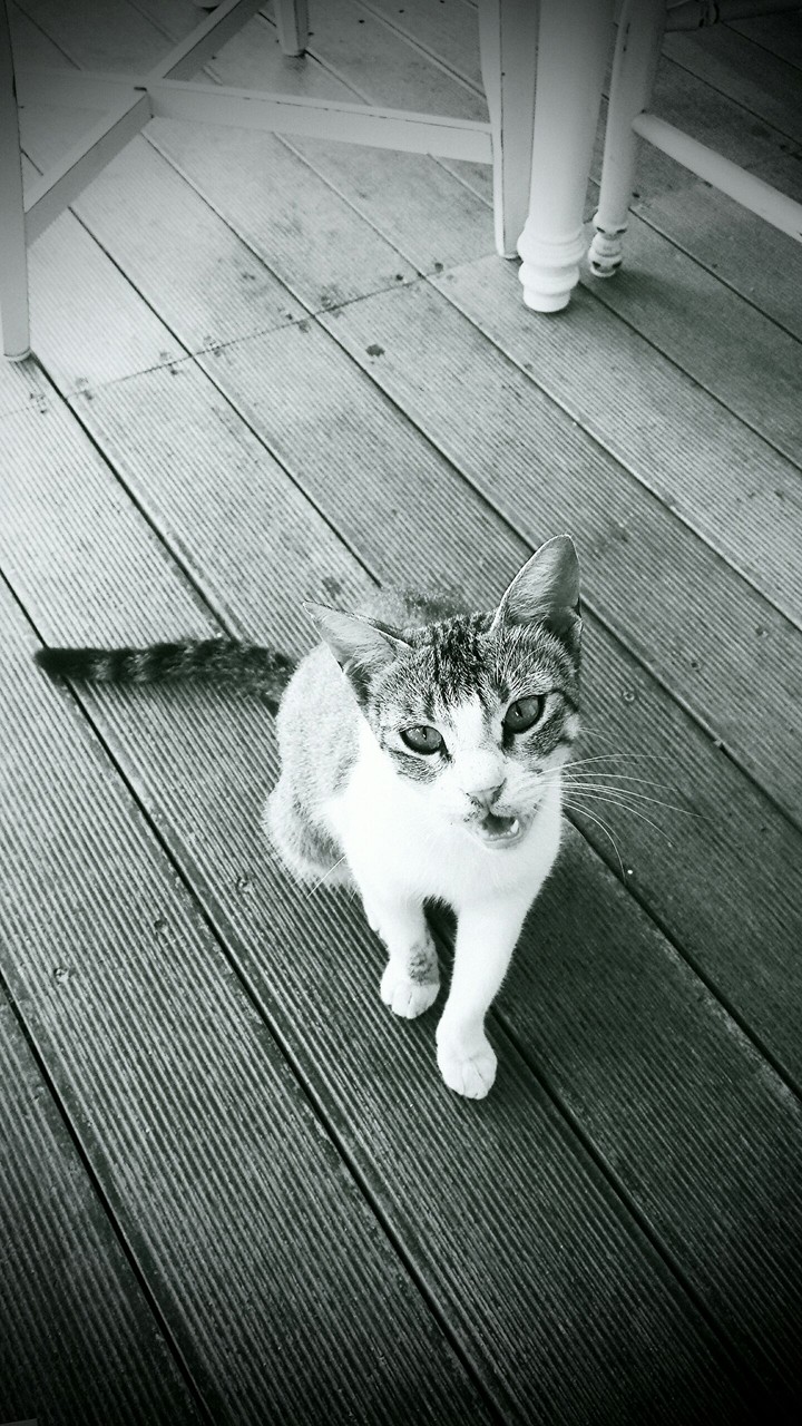 Meow
