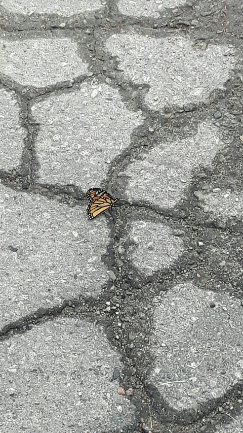 butterfly