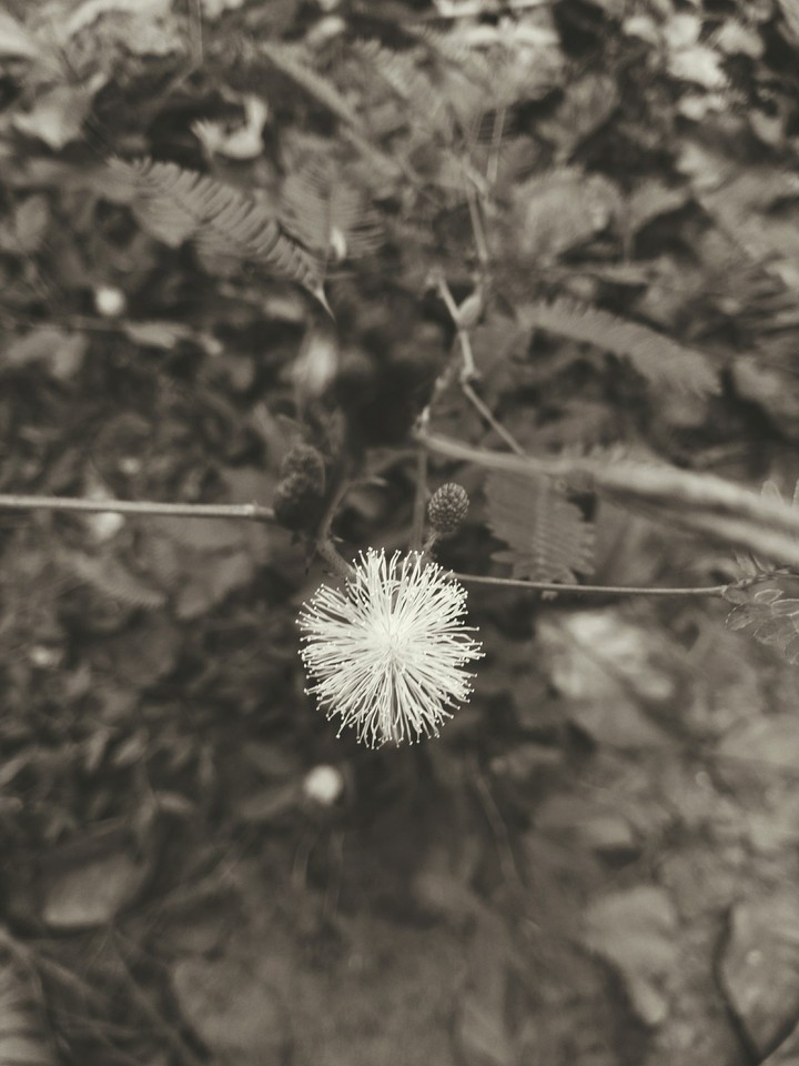 Thottavadi flower