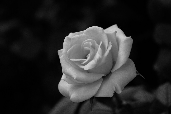 black rose