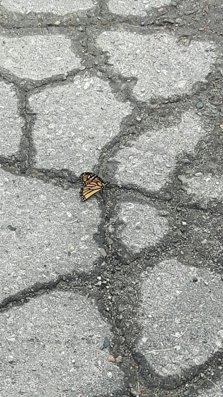 butterfly