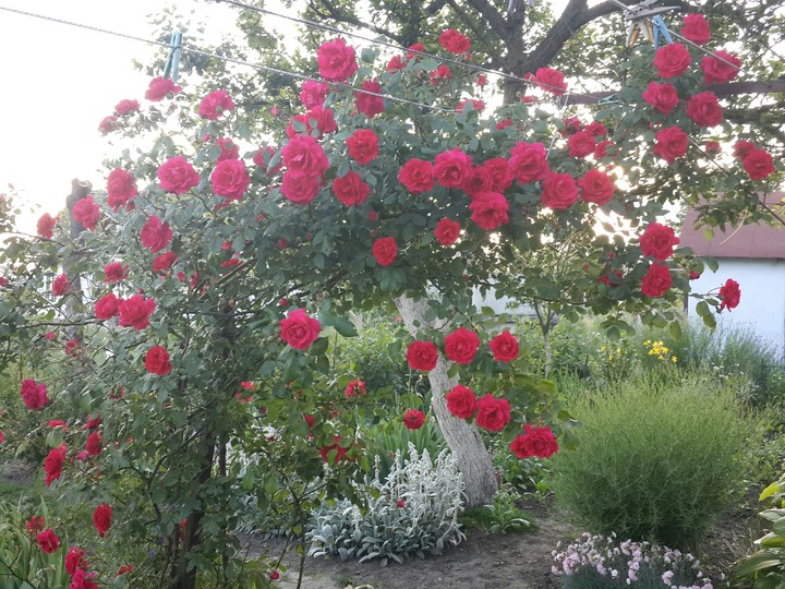 rose