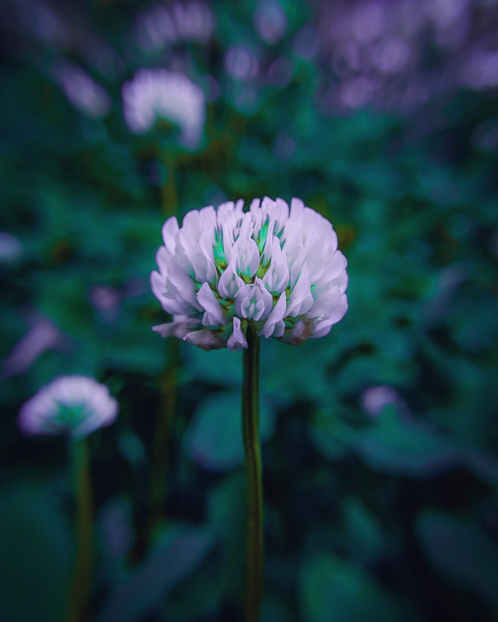 Alien Flower!