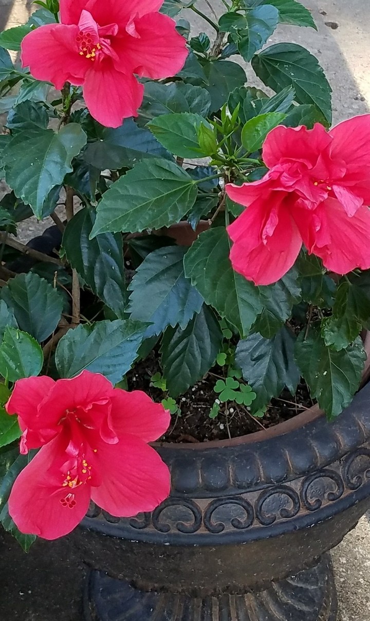 3_peachhibiscus