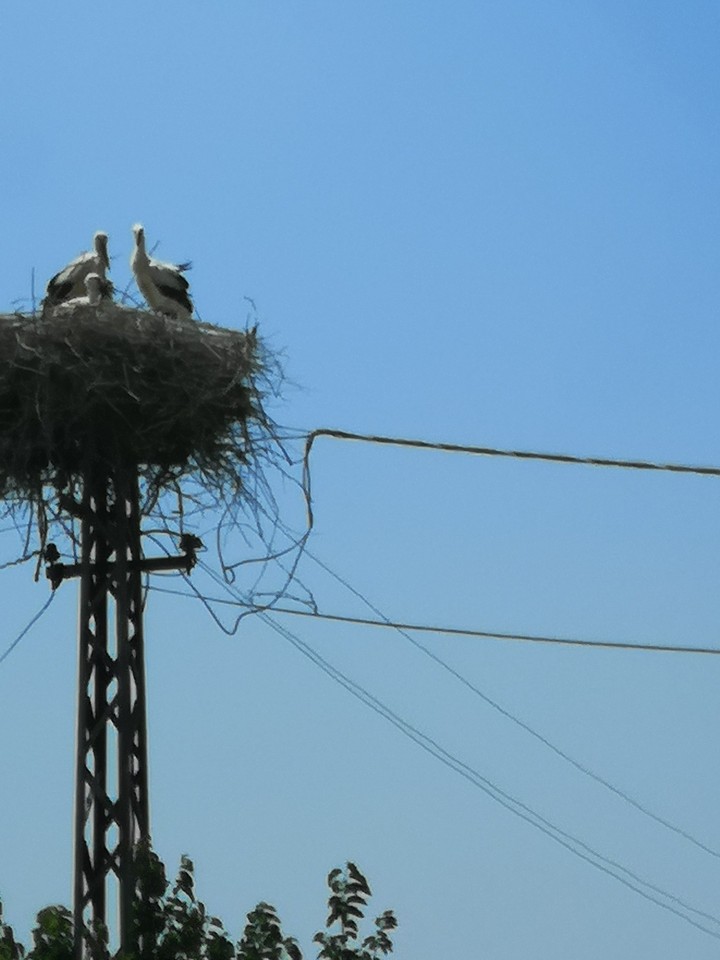 Stork