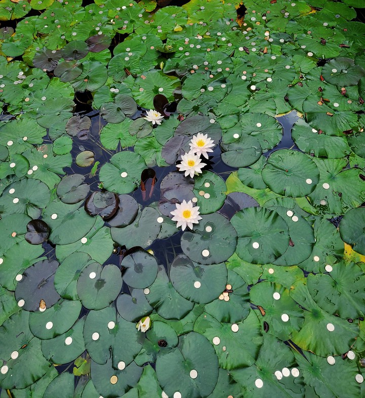 Flower coin