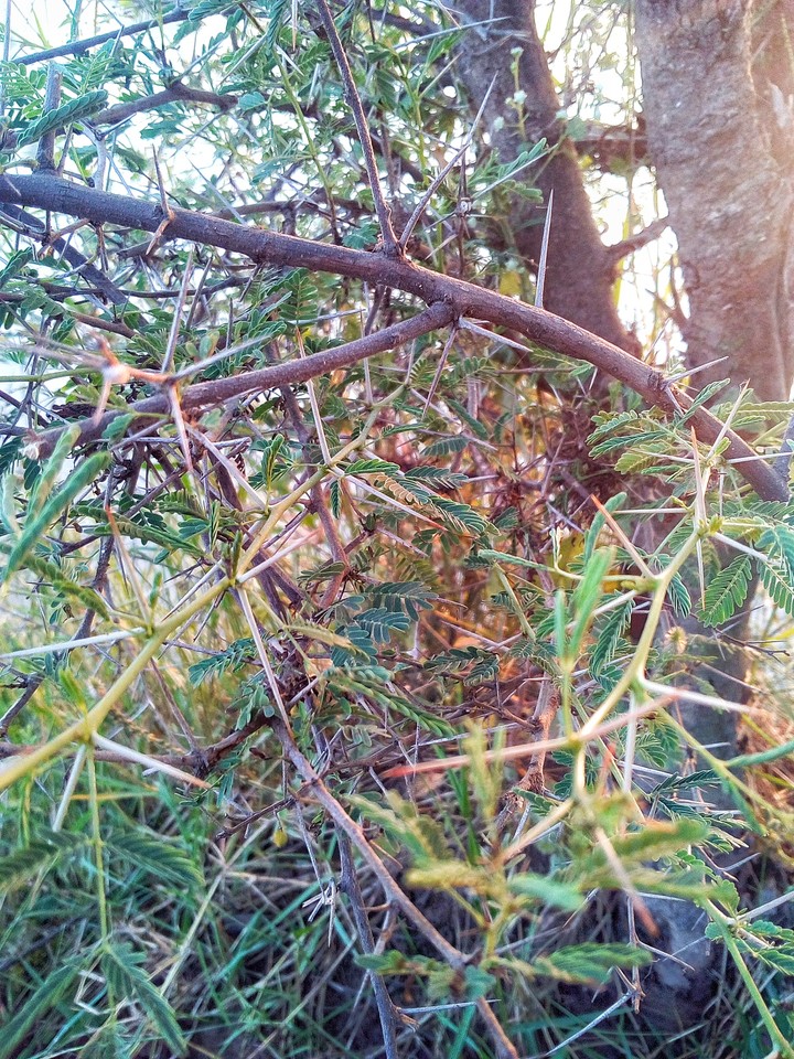 trees