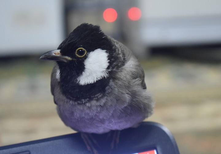 My beautiful bird