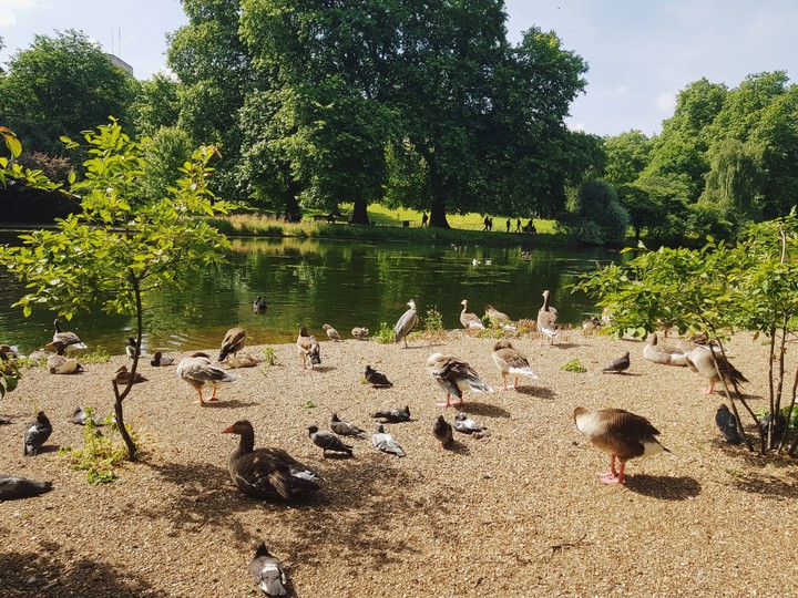 birdpark