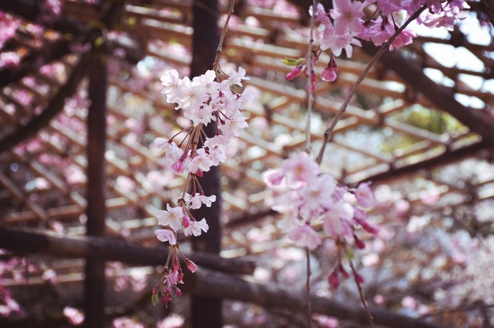 桜