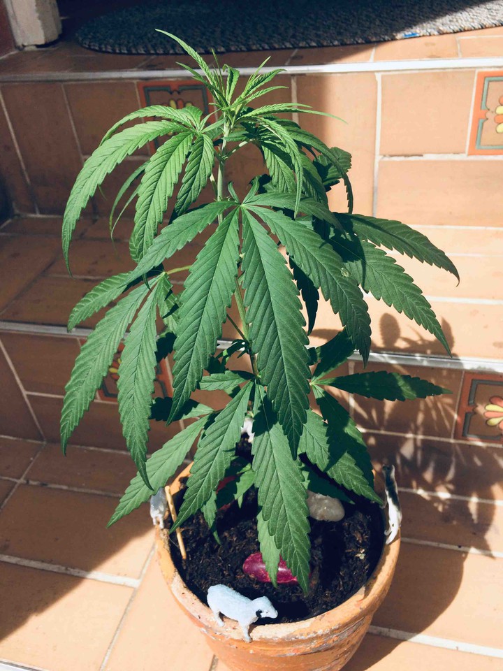 Marihuana Medicinal ?