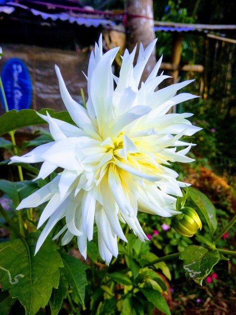 anu photography