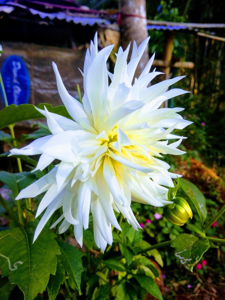 anu photography