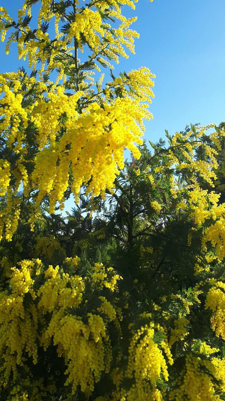 Mimosa
