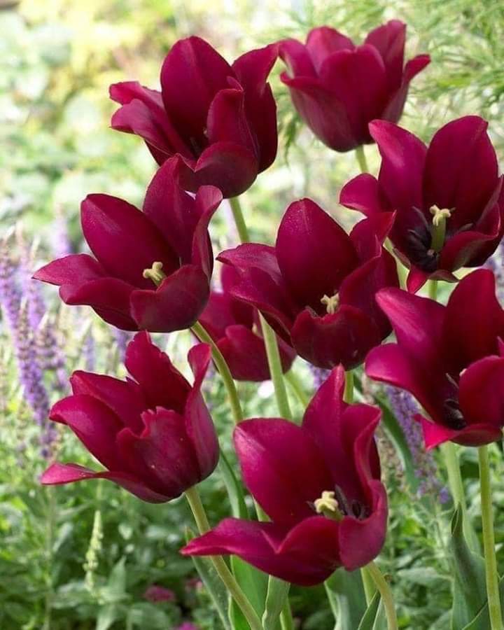 Tulips