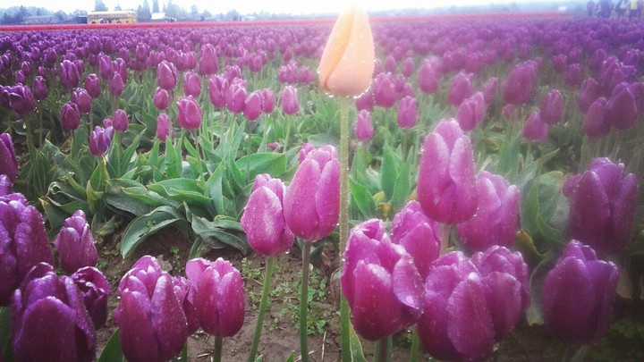 Stand Out