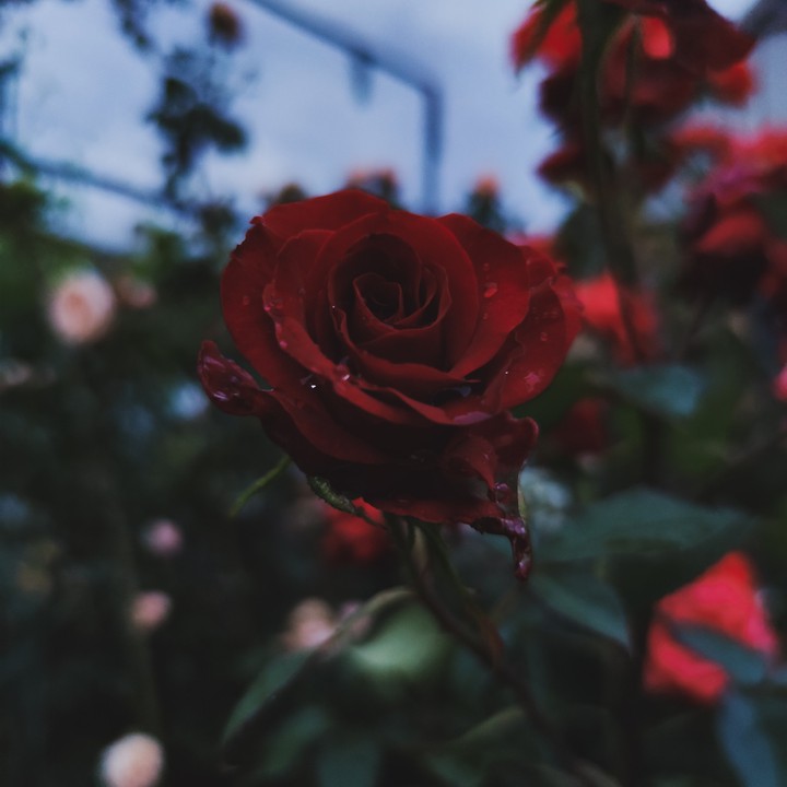 rose