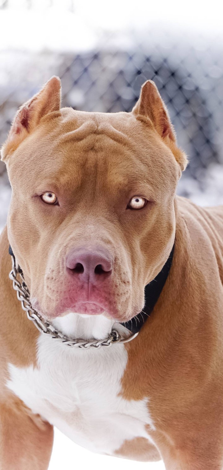 Rare Pitbull