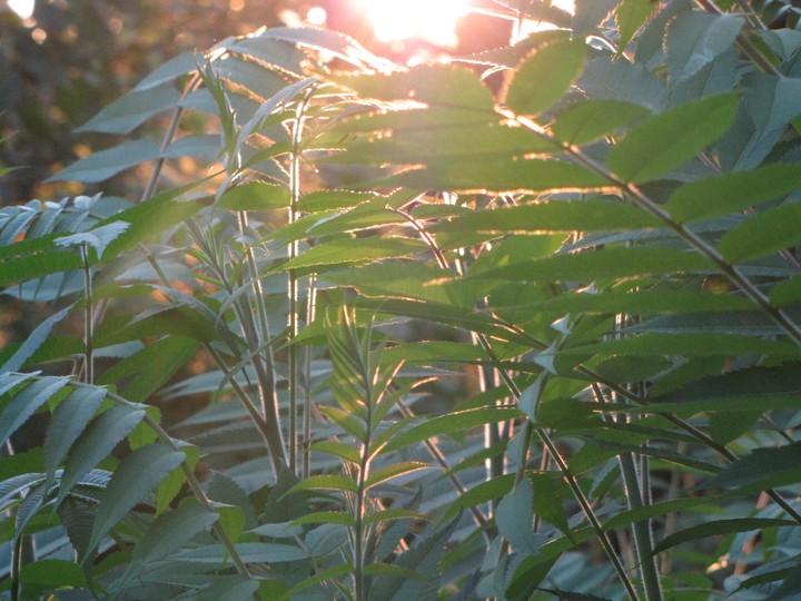 Sun and leaves
