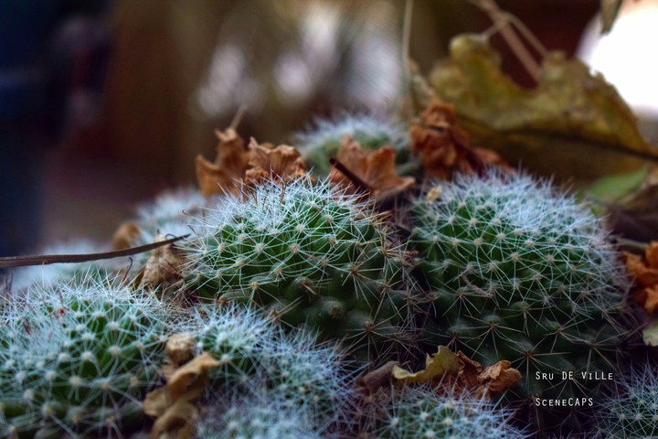 cactus
