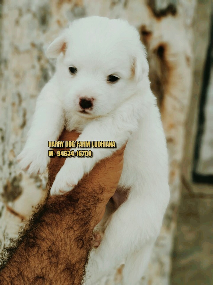 Dog Pommerian 