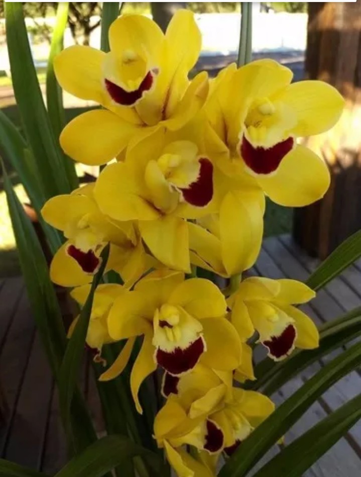 orquídea