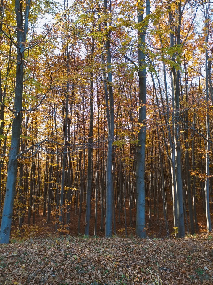 autumn