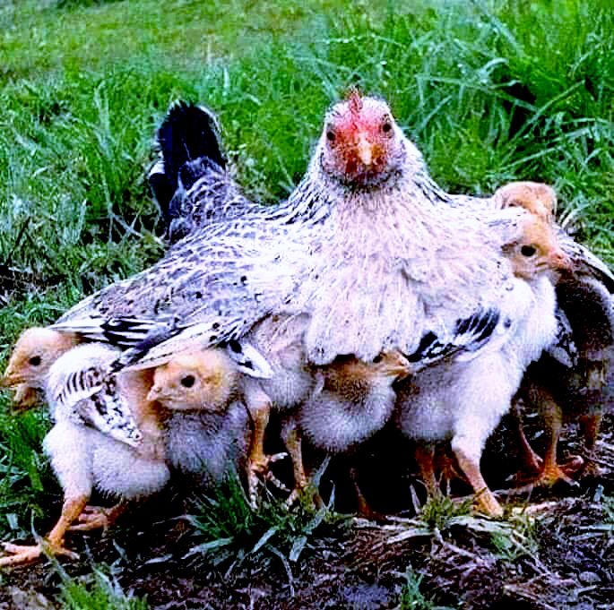 love of the mother hen